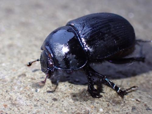 Anoplotrupes stercorosus